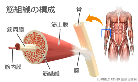 筋組織の構成