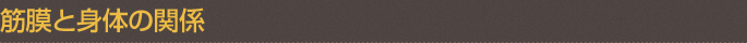 筋膜とは？