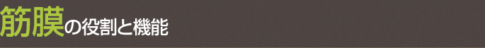 筋膜の役割と機能