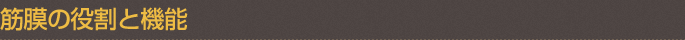 筋膜の役割と機能